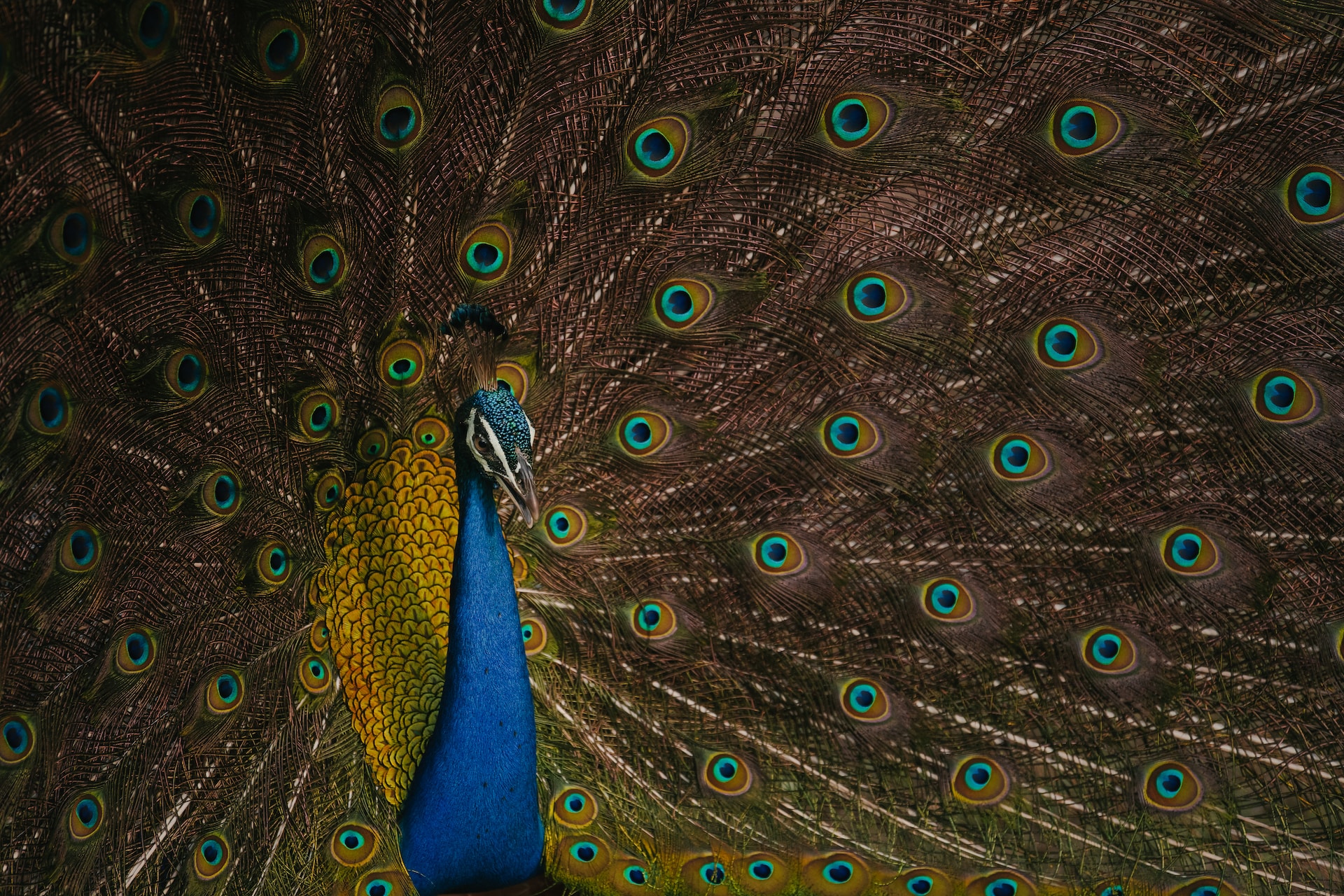 Sri Lankan Wildlife