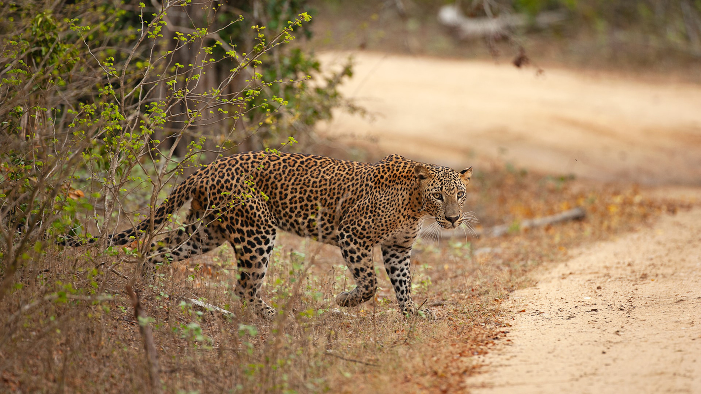 Wildlife