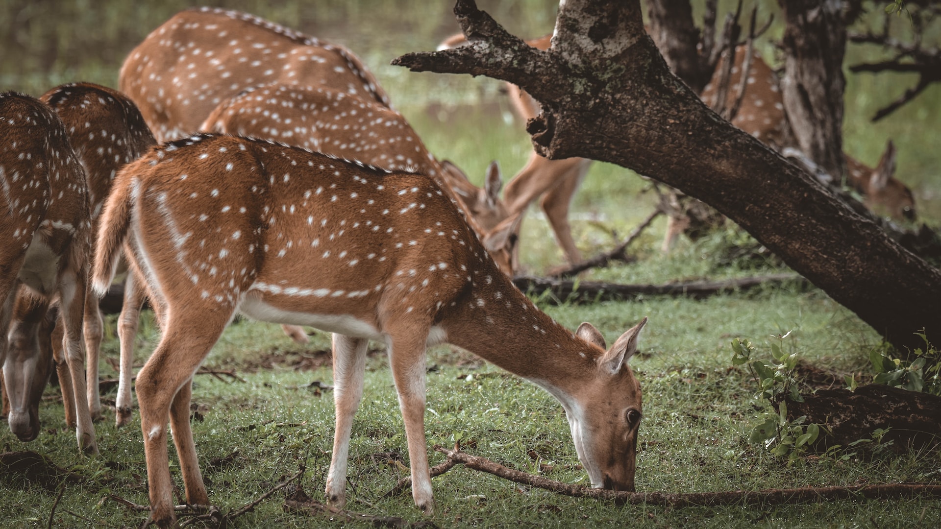 Yala Safari