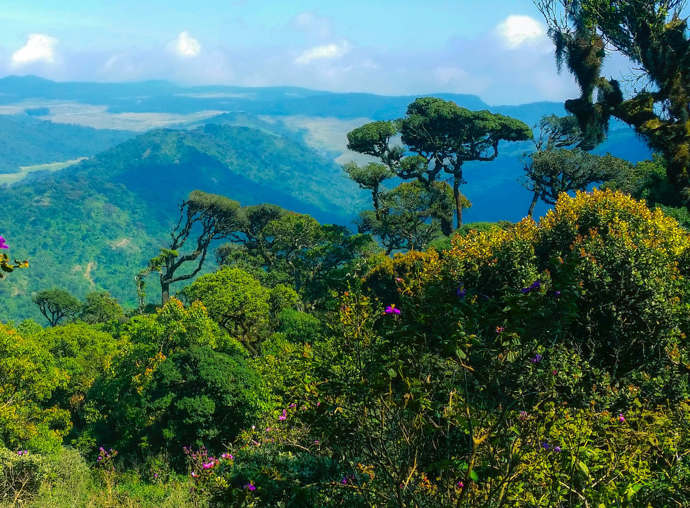 Nuwara Eliya Tea Estate