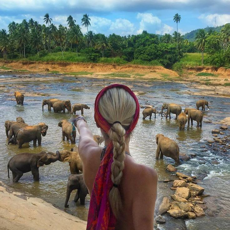 Pinnawala Elephant Bathing