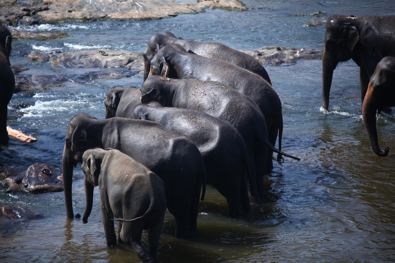 Pinnawala Elephant Bathing