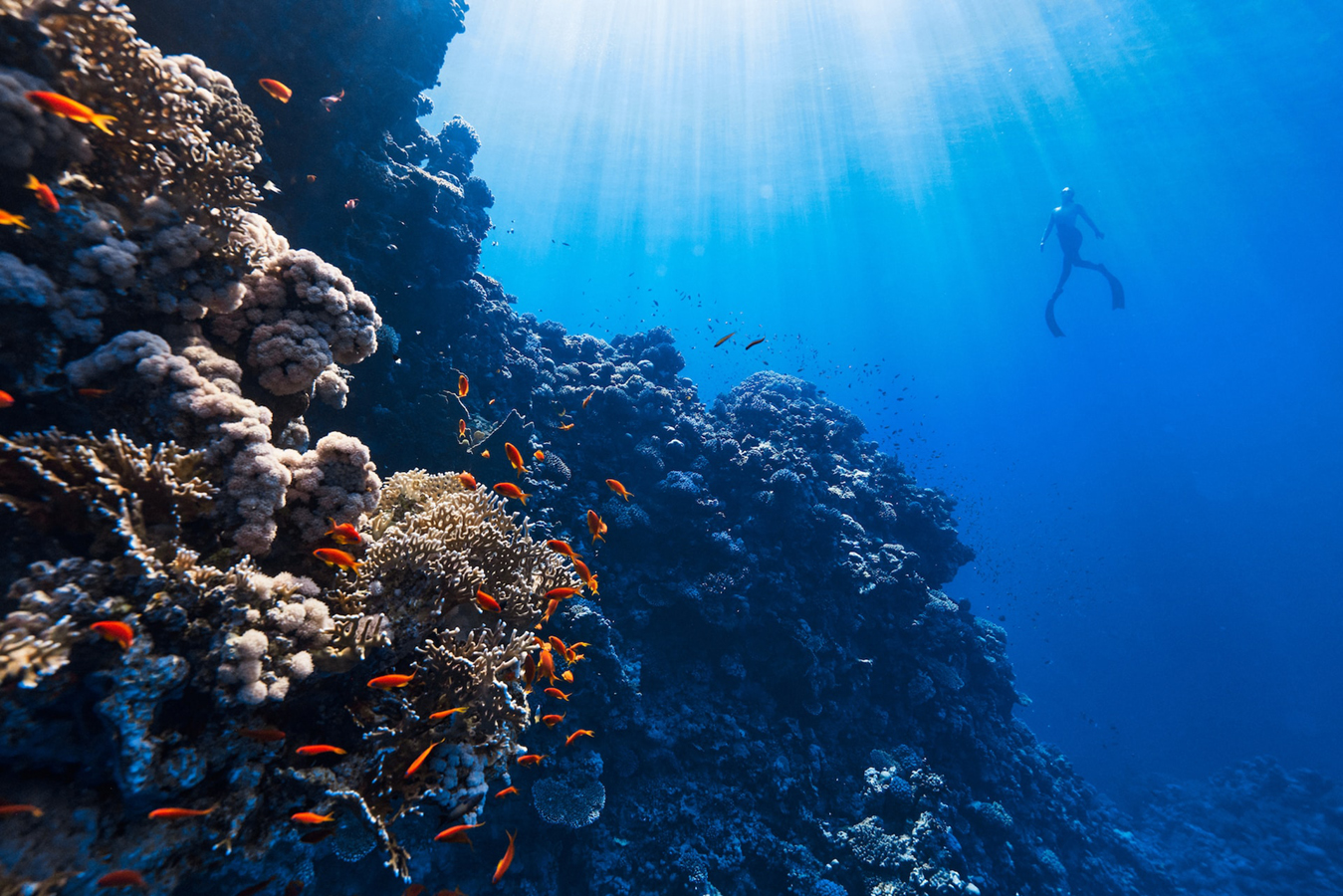 Diving in Sri Lanka