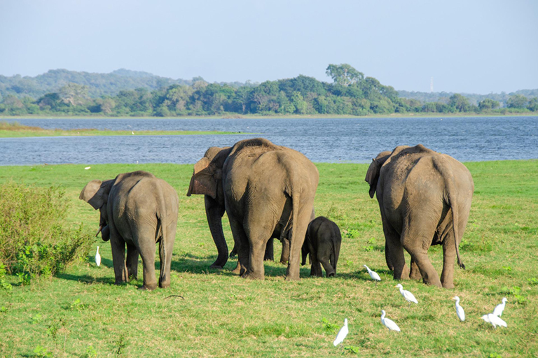 Jeep Safari Wilpattu